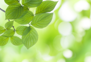 leaf.png